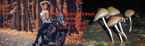 Альфа ПВП Майский
